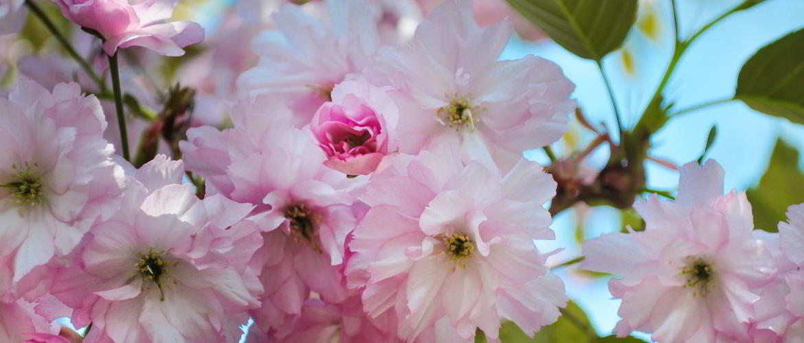 cherry-blossom-slide